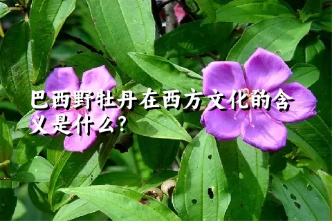 巴西野牡丹在西方文化的含义是什么？