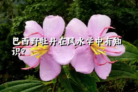 巴西野牡丹在风水学中有知识？