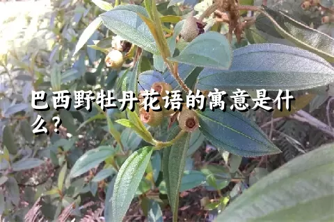 巴西野牡丹花语的寓意是什么？