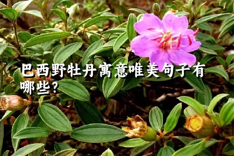 巴西野牡丹寓意唯美句子有哪些？