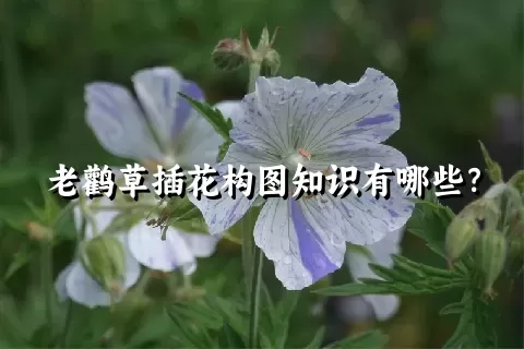 老鹳草插花构图知识有哪些？