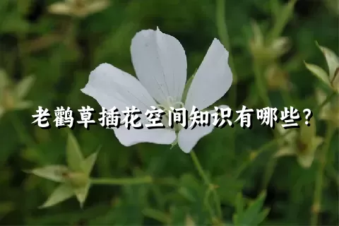 老鹳草插花空间知识有哪些？