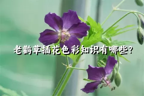 老鹳草插花色彩知识有哪些？