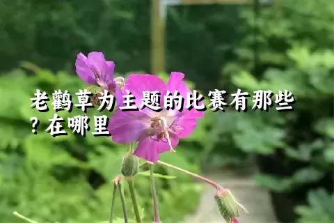 老鹳草为主题的比赛有那些？在哪里
