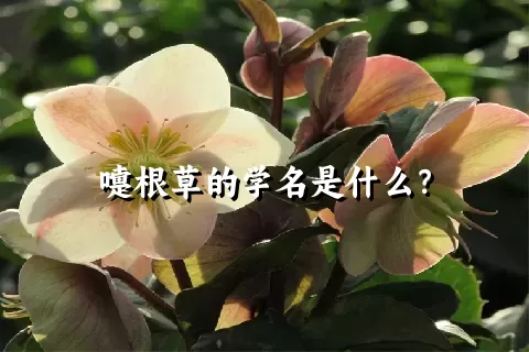 嚏根草的学名是什么？