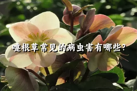 嚏根草常见的病虫害有哪些？