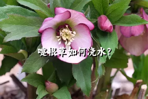 嚏根草如何浇水？