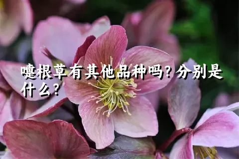嚏根草有其他品种吗？分别是什么？