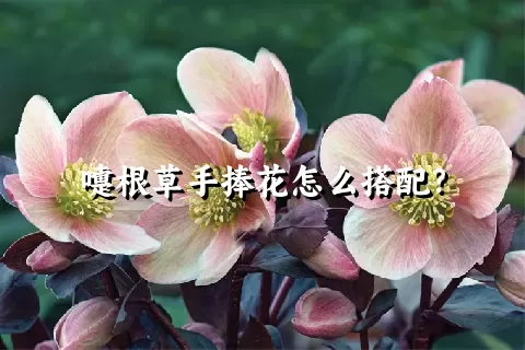 嚏根草手捧花怎么搭配？