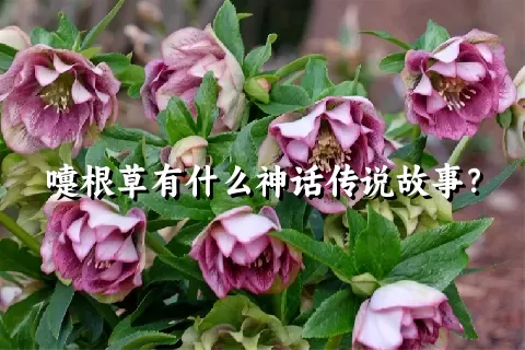 嚏根草有什么神话传说故事？