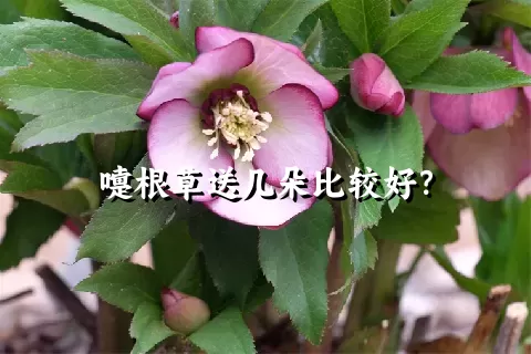 嚏根草送几朵比较好？