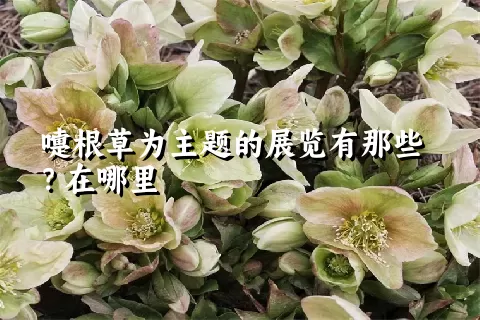 嚏根草为主题的展览有那些？在哪里
