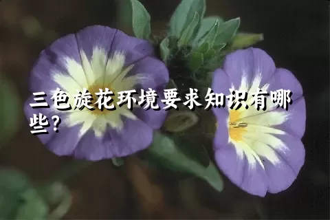 三色旋花环境要求知识有哪些？