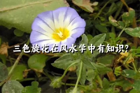 三色旋花在风水学中有知识？