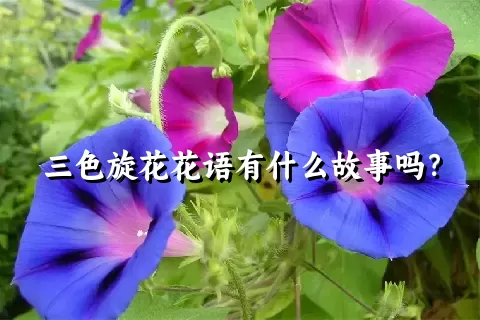 三色旋花花语有什么故事吗？