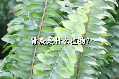 肾蕨是什么植物？