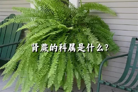 肾蕨的科属是什么？