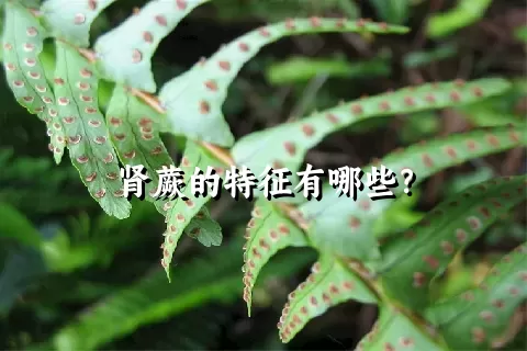 肾蕨的特征有哪些？