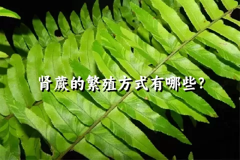 肾蕨的繁殖方式有哪些？