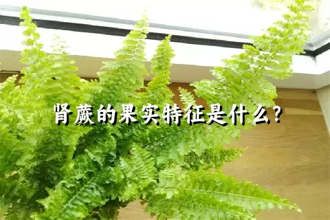肾蕨的果实特征是什么？