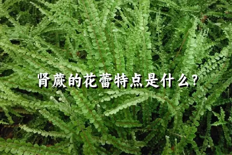 肾蕨的花蕾特点是什么？