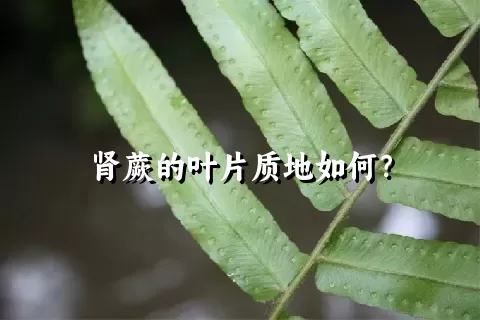 肾蕨的叶片质地如何？