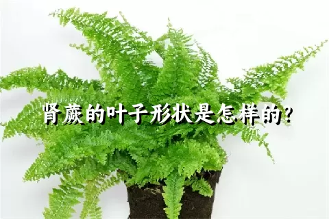 肾蕨的叶子形状是怎样的？