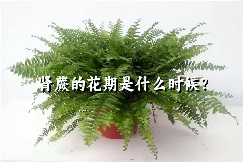 肾蕨的花期是什么时候？