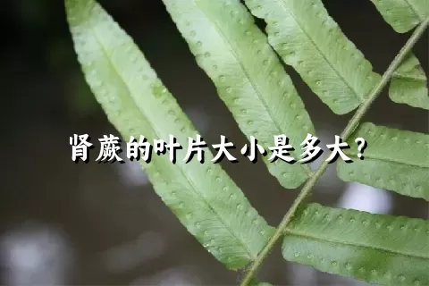 肾蕨的叶片大小是多大？