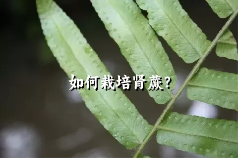 如何栽培肾蕨？