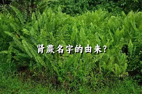 肾蕨名字的由来？