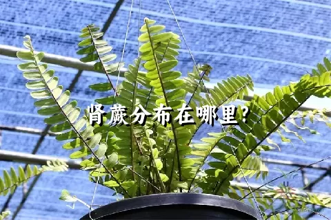 肾蕨分布在哪里?