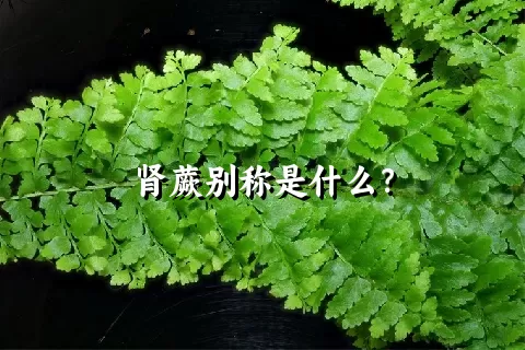 肾蕨别称是什么？