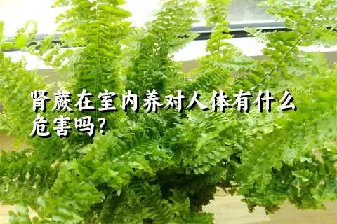 肾蕨在室内养对人体有什么危害吗？