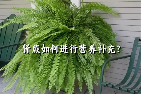 肾蕨如何进行营养补充？