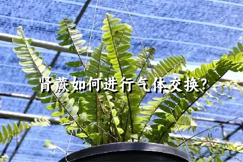 肾蕨如何进行气体交换？