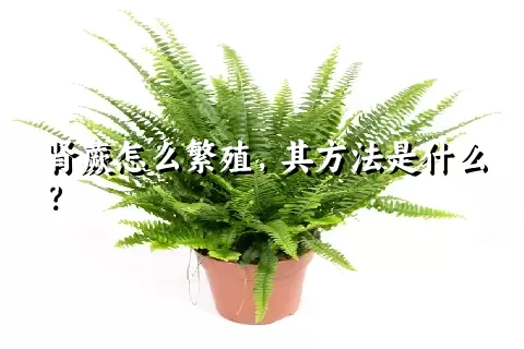 肾蕨怎么繁殖，其方法是什么？