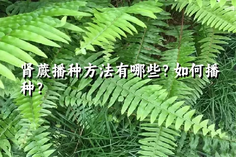 肾蕨播种方法有哪些？如何播种？