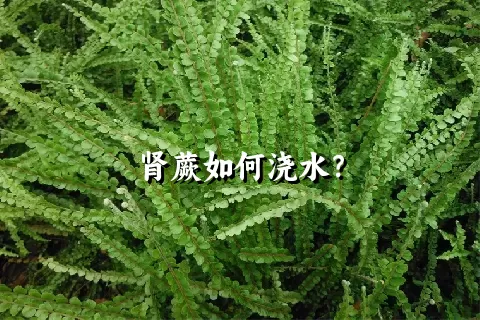 肾蕨如何浇水？