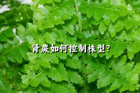 肾蕨如何控制株型？