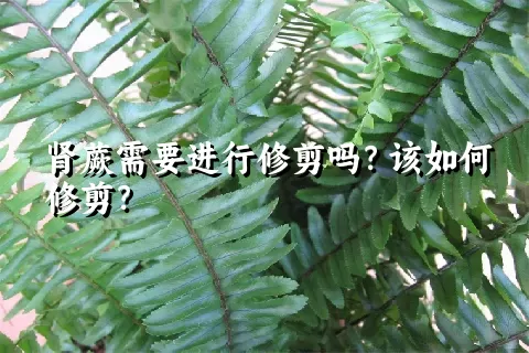 肾蕨需要进行修剪吗？该如何修剪？