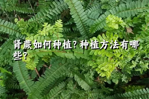 肾蕨如何种植？种植方法有哪些？