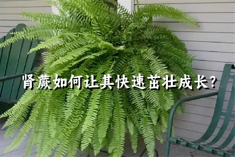 肾蕨如何让其快速茁壮成长？