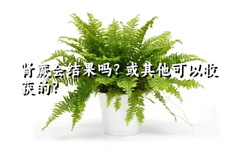 肾蕨会结果吗？或其他可以收获的？