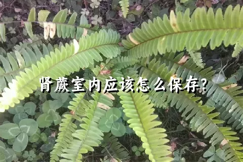 肾蕨室内应该怎么保存？