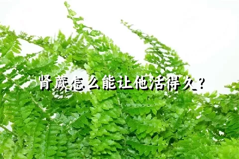 肾蕨怎么能让他活得久？