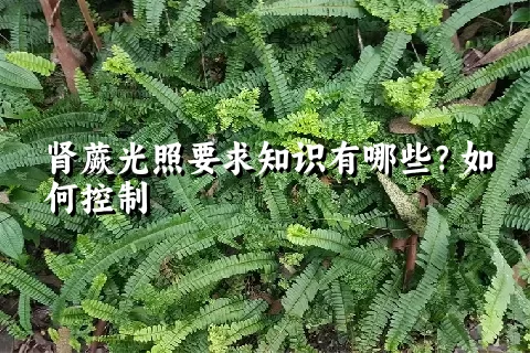肾蕨光照要求知识有哪些？如何控制