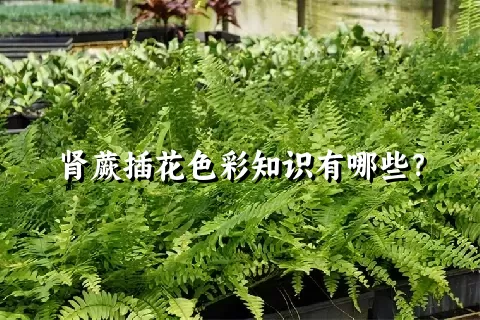 肾蕨插花色彩知识有哪些？