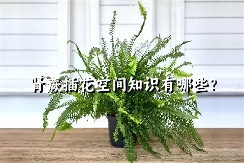 肾蕨插花空间知识有哪些？