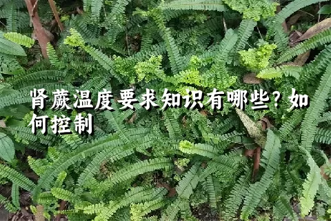 肾蕨温度要求知识有哪些？如何控制